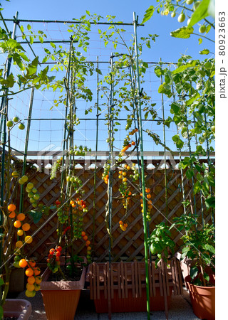 家庭菜園 夏空の下、プランター栽培で育てたオレンジ色のミニトマト 家庭菜園 夏空の下、プランター栽培で育てたオレンジ色のミニトマト 80923663