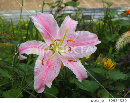 一輪のピンクのユリの花 オリエンタルハイブリッド リミン の写真素材