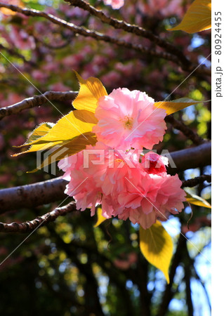 春爛漫・八重桜満開 春爛漫・八重桜満開 80924455