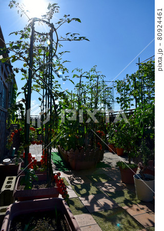 夏のルーフバルコニーで家庭菜園 太陽がぎらぎら 夏のルーフバルコニーで家庭菜園 太陽がぎらぎら 80924461
