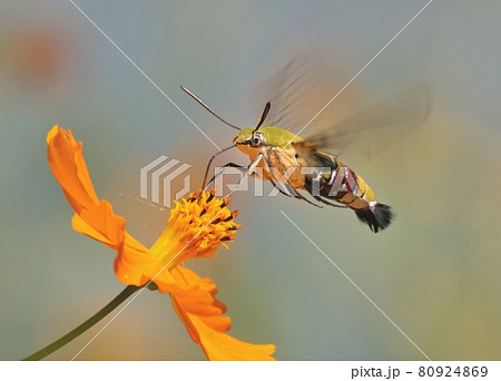 キバナコスモスに集まる、オオスカシバの吸蜜01 80924869