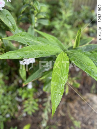露草　つゆくさ　葉っぱ 80924909