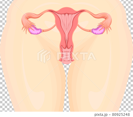 子宮　イラスト 80925248