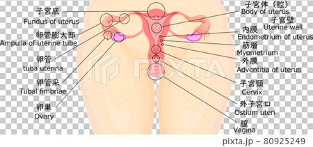 子宮的插圖 80925249