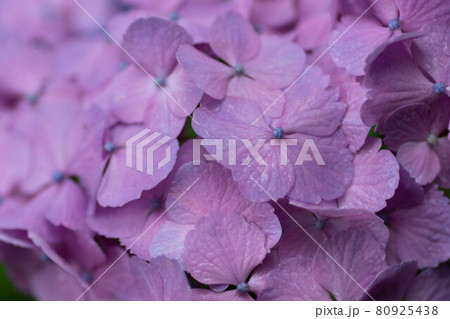 紫陽花の花びら 紫陽花の花びら 80925438