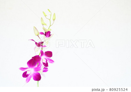 白背景の紫色のランの花 80925524