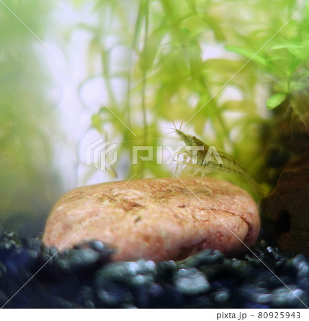 ミナミヌマエビ　アクアリウム 80925943