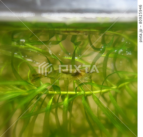 ミナミヌマエビ　アクアリウム 80925946