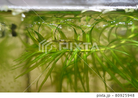 ミナミヌマエビ　アクアリウム 80925948