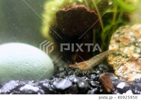 ミナミヌマエビ　アクアリウム 80925950