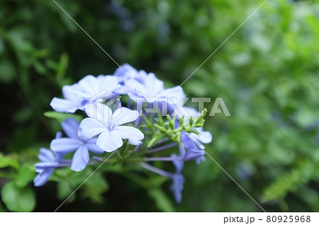 ルリマツリの花 80925968