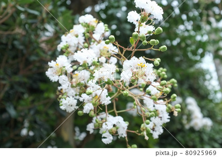サルスベリの花 80925969