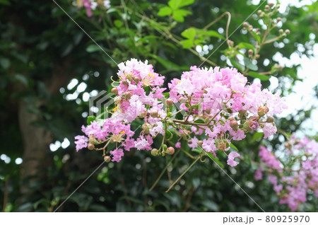 サルスベリの花 80925970