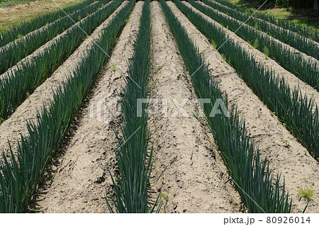 長ネギ畑 長ネギ畑 80926014