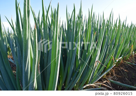 長ネギ畑 80926015