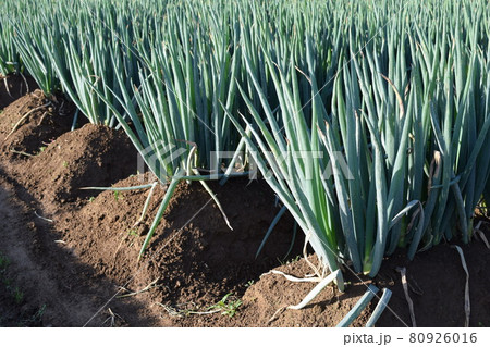 長ネギ畑 80926016