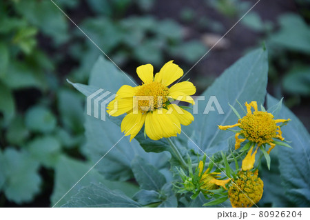 Yellow flower Heliopsis (Latin. Heliopsis) 80926204
