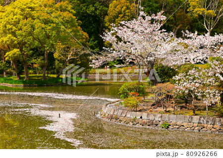 桜散る池 80926266