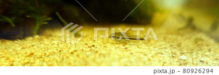 コリドラスピグミー　アクアリウム 80926294