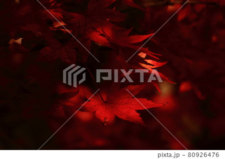 紅葉 80926476