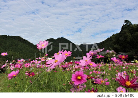 自然の中で癒されるようなコスモスの花畑 自然の中で癒されるようなコスモスの花畑 80926480