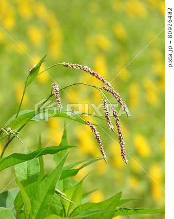 穂状の花を咲かすタデの花の写真素材