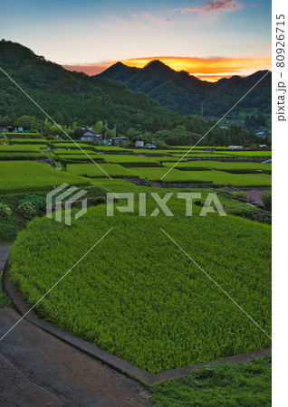 夕暮れの富岡の棚田 80926715