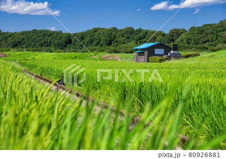 葉山島の田園風景《相模原市》 葉山島の田園風景《相模原市》 80926881