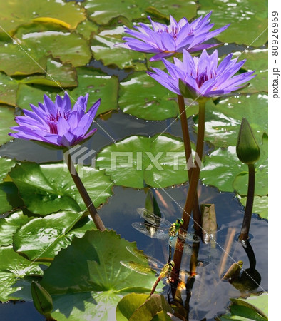 紫色の蓮花と、ギンヤンマのペアの産卵 80926969