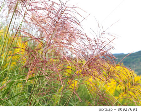 セイタカアワダチソウの花とススキ セイタカアワダチソウの花とススキ 80927691