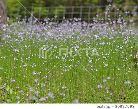 マツバウンランの群生 80927698