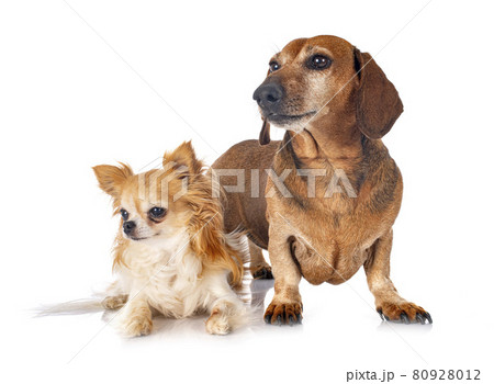 Dachshund and chihuahua 80928012