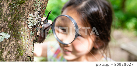 カブト虫を虫眼鏡で観察する少女 80928027