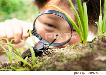 カブト虫を虫眼鏡で観察する少女 80928032