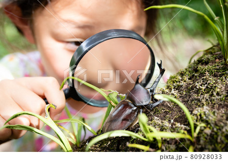 カブト虫を虫眼鏡で観察する少女 80928033