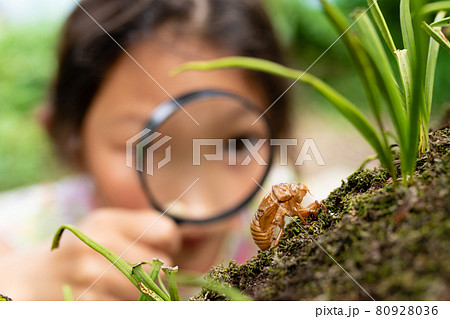 セミの抜け殻を虫眼鏡で観察する少女 80928036