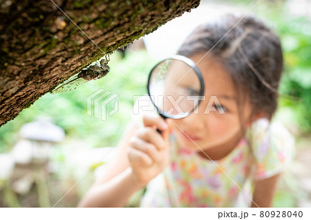 蝉を虫眼鏡で観察する少女 80928040