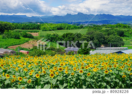 ひまわり畑【群馬県：鼻高展望花の丘】 80928226