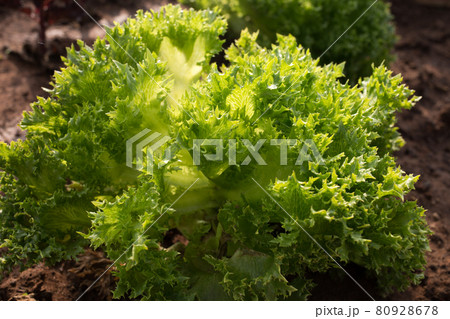 green leafy lettuce in the garden 80928678