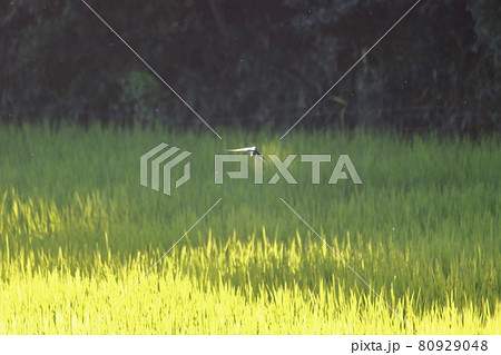 田んぼの上を飛行する鳥 田んぼの上を飛行する鳥 80929048