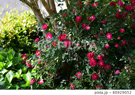 ヒトツバタゴの木にからまる赤いつるバラ。花、薔薇、家庭園芸イメージ素材 80929052