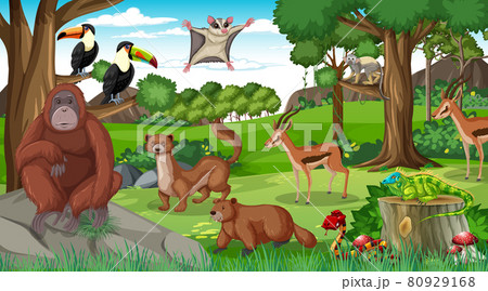 Orangutan with other wild animals in the forest or rainforest scene Orangutan with other wild animals in the forest or rainforest scene 80929168