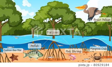 Wild animals with label name in the mangrove forest scene 80929184