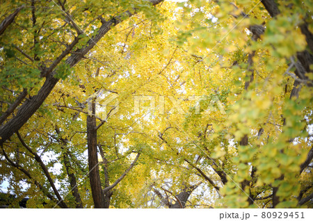 いつか見た　イチョウ 80929451