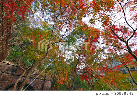 愛知県春日井市：紅葉の愛岐トンネル（3号トンネル） 80929545