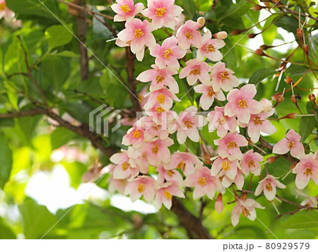 アカバナエゴノキの花 アカバナエゴノキの花 80929579