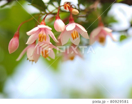 アカバナエゴノキの花のアップ アカバナエゴノキの花のアップ 80929581