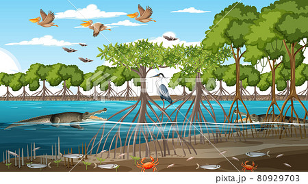 Mangrove forest landscape scene at daytime 80929703