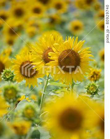 ひまわり畑 ひまわり畑 80929740