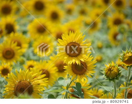 ひまわり畑　 80929741